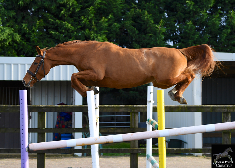 hanoverian horse jumping